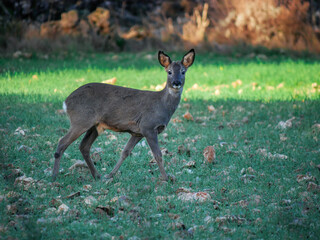young roe deer in the wild green field