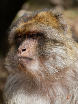 serious monkey face from morocco