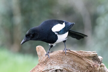 Elster (Pica pica)