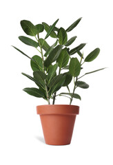 Beautiful ficus plant in terracotta pot isolated on white. House decor