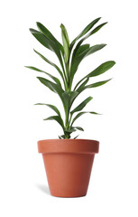 Fototapeta na wymiar Beautiful dracaena plant in terracotta pot isolated on white. House decor