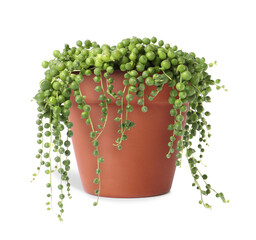 Curio rowleyanus (string-of-pearls) plant in terracotta pot isolated on white. House decor