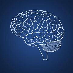 drawing of human brain - 593481796