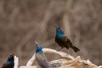grackles on driftwood