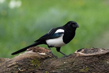 Elster (Pica pica)
