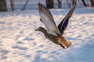 female mallard in flight