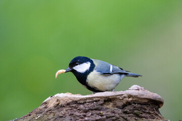 Kohlmeise (Parus major)