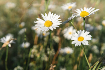 close-up of multiple daisies in a field with beatiful bukkeh