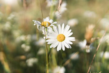 close-up of white daisies flowers in a field in summer