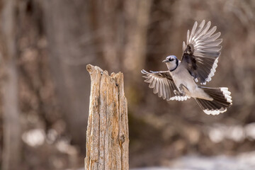 bird on a fence