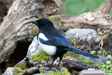 Elster (Pica pica)