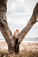 Löwin Tansania