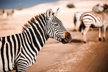 Fototapeta na wymiar Zebra Ngorongoro Tansania