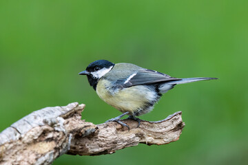 Kohlmeise (Parus major)