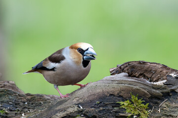  Kernbeißer (Coccothraustes coccothraustes)