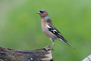 Buchfink (Fringilla coelebs)