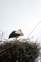 A stork in the nest