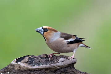  Kernbeißer (Coccothraustes coccothraustes)