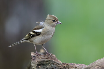 Buchfink (Fringilla coelebs)