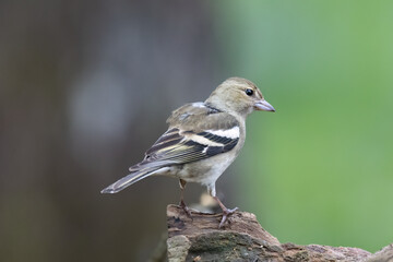 Buchfink (Fringilla coelebs)