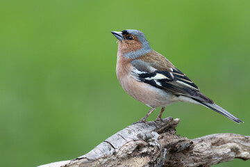 Buchfink (Fringilla coelebs)
