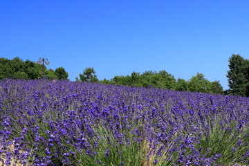 青い空と花風景