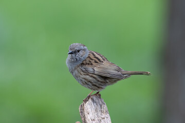 Heckenbraunelle (Prunella modularis)