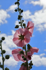 青い空と花風景