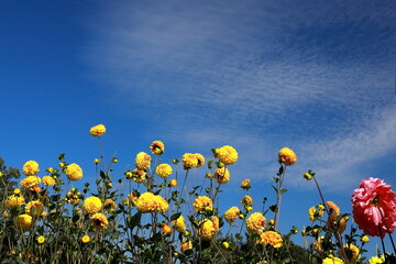青い空と花風景