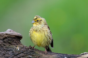 Goldammer (Emberiza citrinella)
