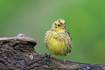 Goldammer (Emberiza citrinella)