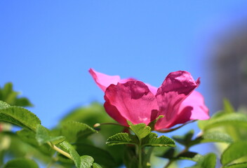 青い空と花風景