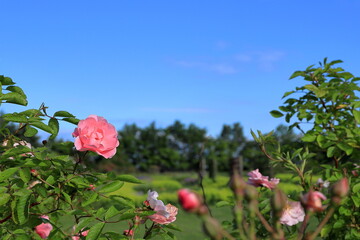 青い空と花風景