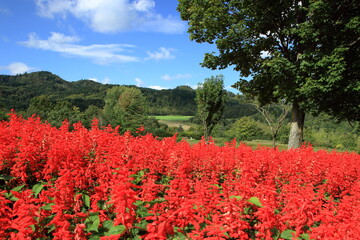 青い空と花風景