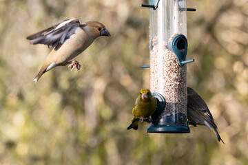 Gr&uuml;nfink (Chlorios chloris) und Kernbei&szlig;er&nbsp;(Coccothraustes coccothraustes)