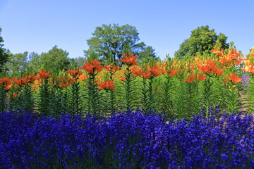 青い空と花風景