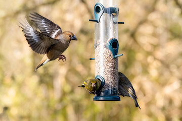 Grünfink (Chlorios chloris)