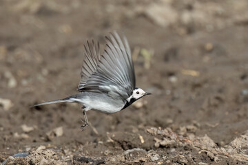 Bachstelze (Motacilla alba)
