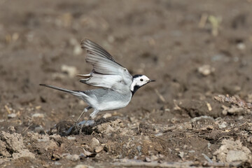 Bachstelze (Motacilla alba)