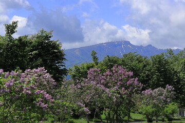 青い空と花風景