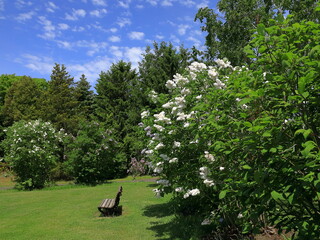 青い空と花風景