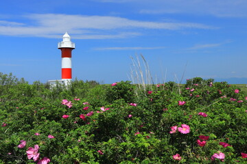 青い空と花風景