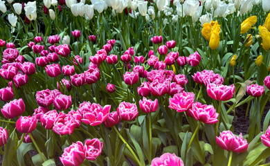 Beautiful of Pink tulips field background blooming in spring season