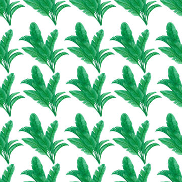 Hand drawn banana palmtree seamless pattern. Isolated on white background. Can be used for textile and gift-wrapping. © Aleksandra Shvetsova