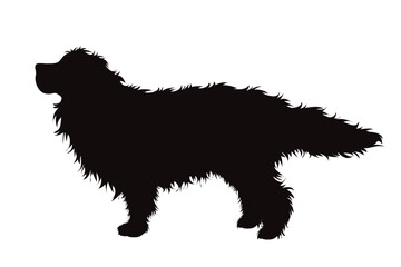 Vector silhouette of Bernese Mountain Dog on white background.