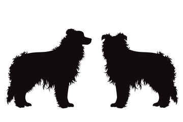 Vector silhouette od Border Collie on white background.