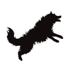Vector silhouette od Border Collie on white background.