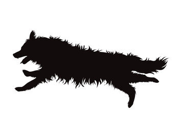 Vector silhouette od Border Collie on white background.
