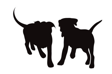 Vector silhouette of American Pit Bull Terrier on white background.
