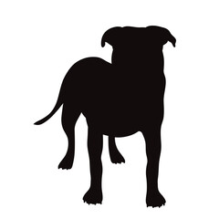 Vector silhouette of American Pit Bull Terrier on white background.